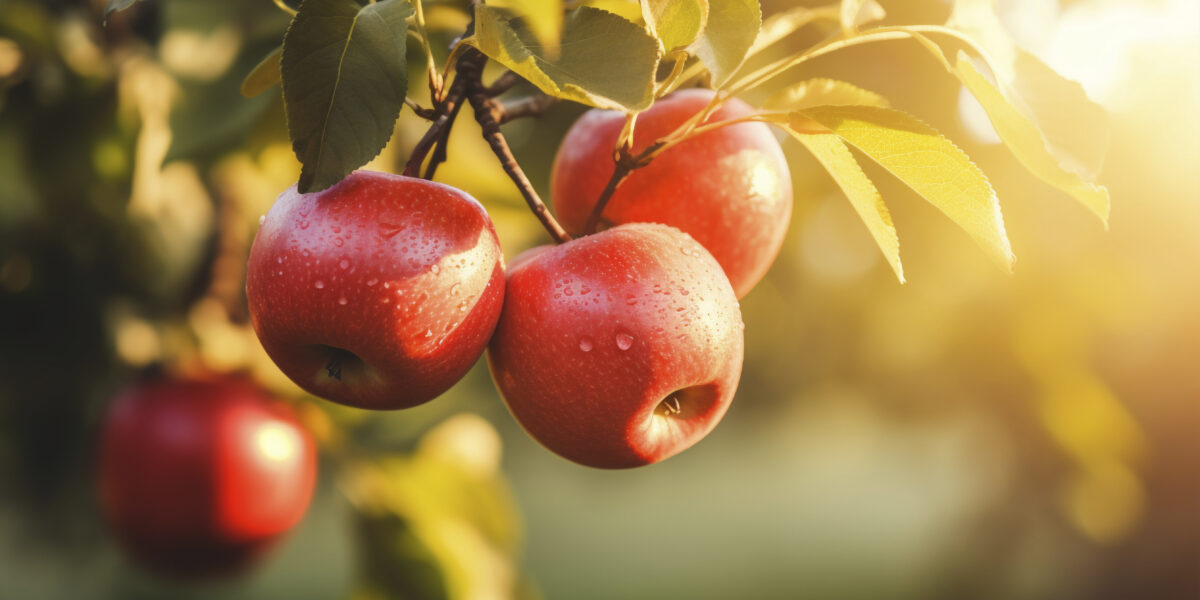 Плодовые деревья на даче: сладкие плоды и горькие разочарования